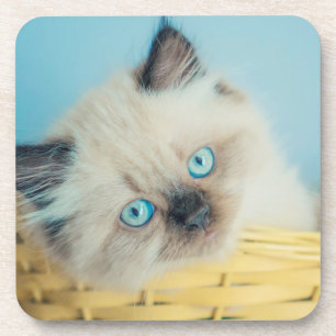 Cutest Baby Animals Himalayan Seal Point Cat Coaster