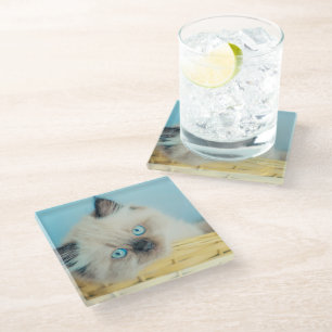 Cutest Baby Animals Himalayan Seal Point Cat Glass Coaster