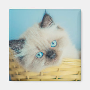Cutest Baby Animals Himalayan Seal Point Cat Magnet