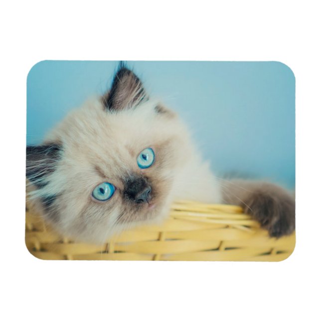 Cutest Baby Animals | Himalayan Seal Point Cat Magnet (Horizontal)