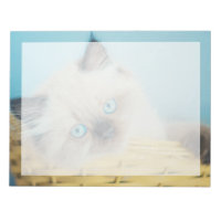 Cutest Baby Animals | Himalayan Seal Point Cat