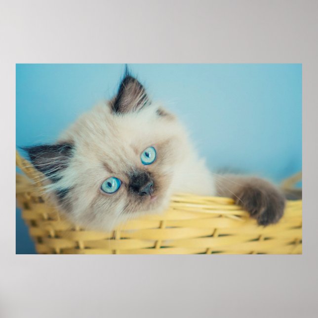 Cutest Baby Animals | Himalayan Seal Point Cat Poster (Front)