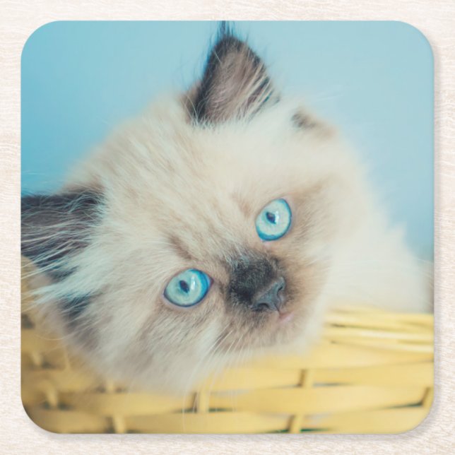 Cutest Baby Animals | Himalayan Seal Point Cat Square Paper Coaster (Front)