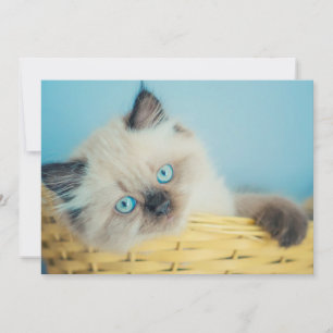 Cutest Baby Animals   Himalayan Seal Point Cat Thank You Card