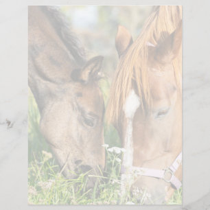Cutest Baby Animals Horse Colt