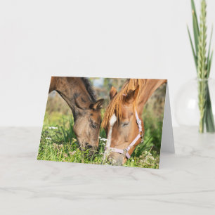 Cutest Baby Animals   Horse Colt Card