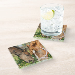 Cutest Baby Animals Horse Colt Glass Coaster
