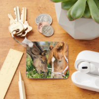 Cutest Baby Animals | Horse Colt