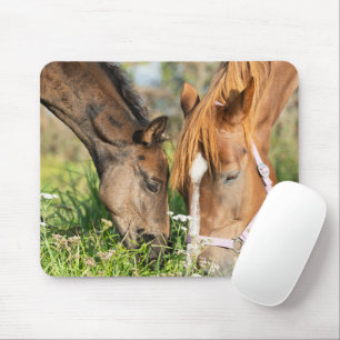 Cutest Baby Animals   Horse Colt Mouse Pad