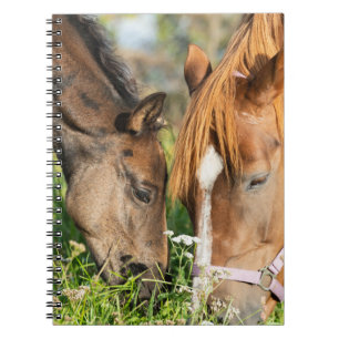 Cutest Baby Animals   Horse Colt Notebook