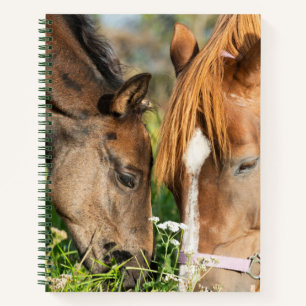 Cutest Baby Animals Horse Colt Notebook