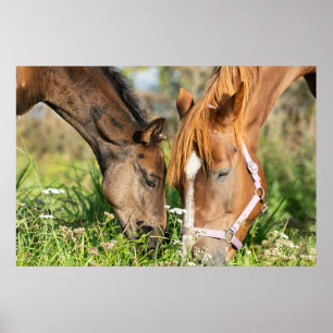 Cutest Baby Animals Horse Colt Poster