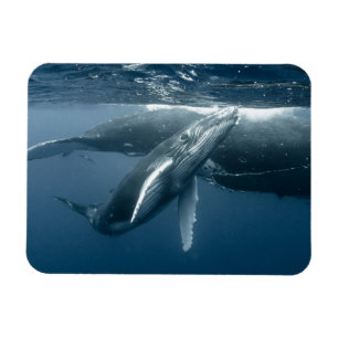 Cutest Baby Animals Humpback Whale Calf Magnet