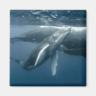 Cutest Baby Animals Humpback Whale Calf Magnet