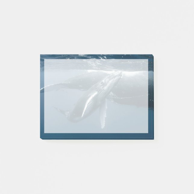 Cutest Baby Animals | Humpback Whale Calf Post-it Notes (Front)