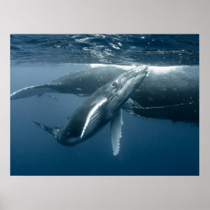 Cutest Baby Animals   Humpback Whale Calf Poster
