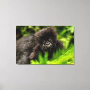 Cutest Baby Animals Infant Mountain Gorilla Canvas Print
