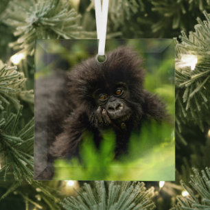 Cutest Baby Animals   Infant Mountain Gorilla Glass Tree Decoration