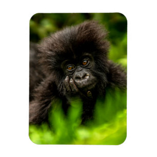 Cutest Baby Animals Infant Mountain Gorilla Magnet