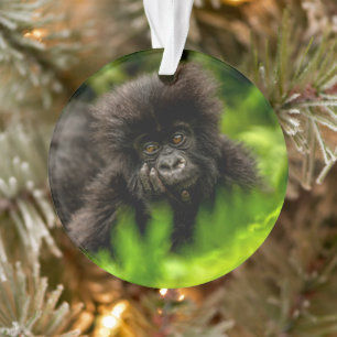 Cutest Baby Animals   Infant Mountain Gorilla Ornament