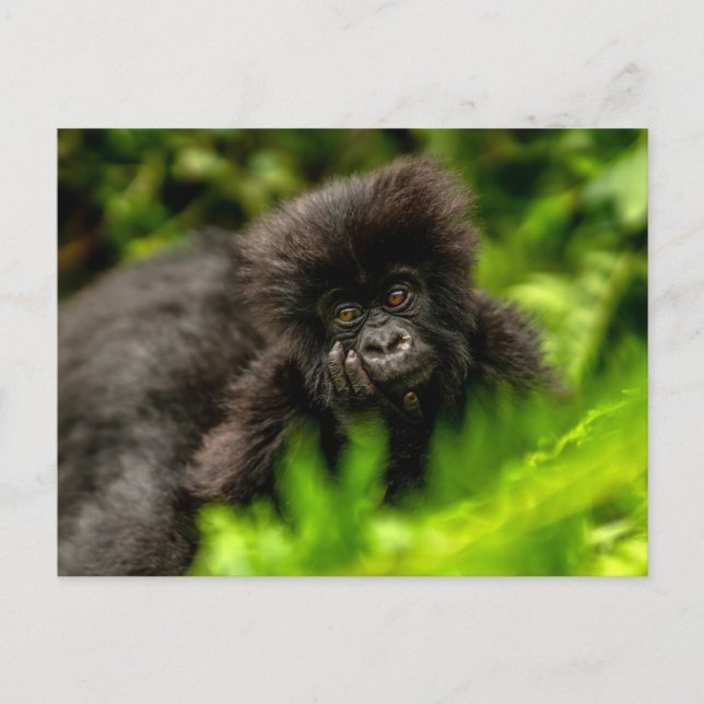 Cutest Baby Animals | Infant Mountain Gorilla Postcard (Front)