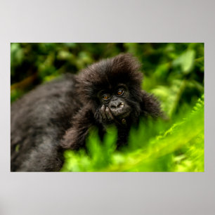 Cutest Baby Animals   Infant Mountain Gorilla Poster