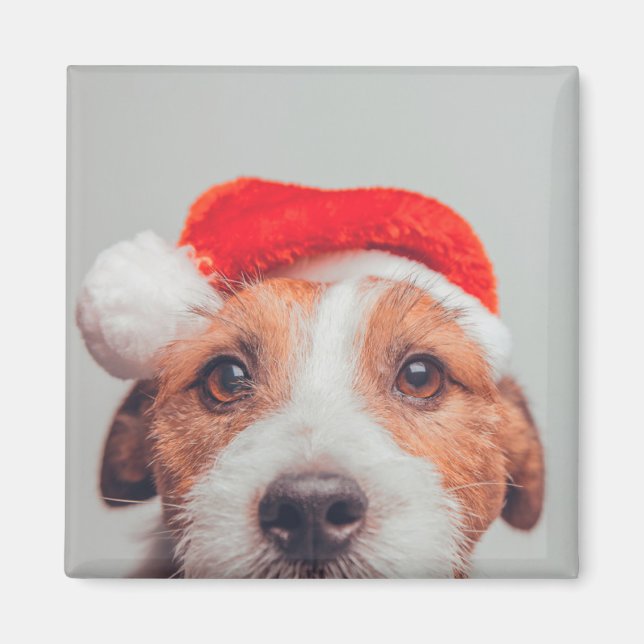 Cutest Baby Animals | Jack Russell Dog Santa Claus Magnet (Front)
