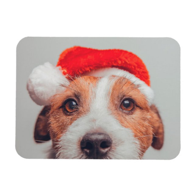 Cutest Baby Animals | Jack Russell Dog Santa Claus Magnet (Horizontal)