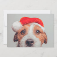 Cutest Baby Animals | Jack Russell Dog Santa Claus