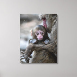 Cutest Baby Animals Japanese Monkey & Baby Canvas Print