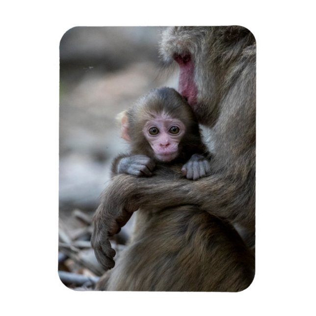 Cutest Baby Animals | Japanese Monkey & Baby Magnet (Vertical)