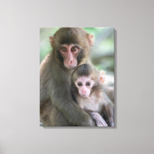 Cutest Baby Animals Japanese Monkeys Canvas Print