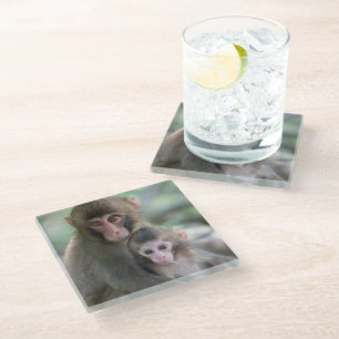 Cutest Baby Animals   Japanese Monkeys Glass Coaster