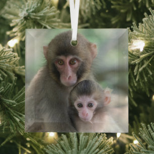 Cutest Baby Animals   Japanese Monkeys Glass Tree Decoration