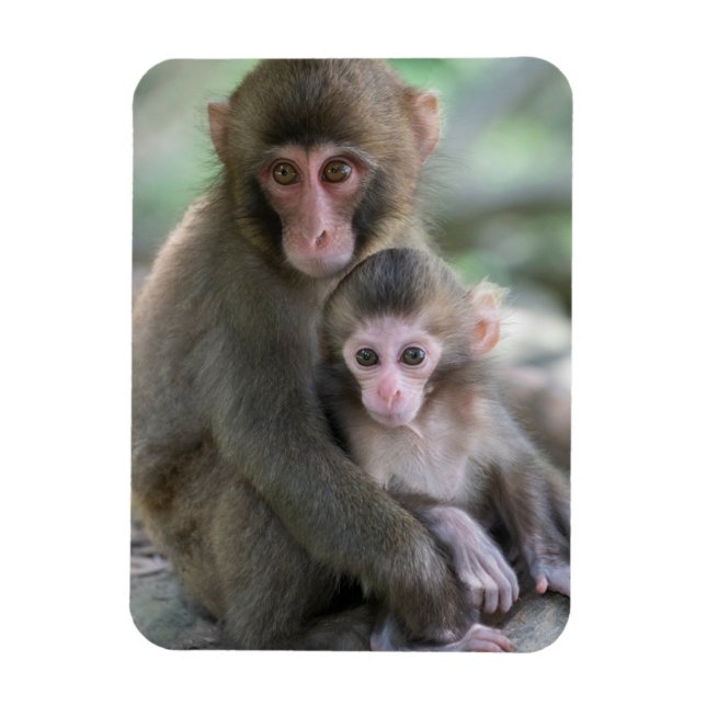 Cutest Baby Animals | Japanese Monkeys Magnet (Vertical)
