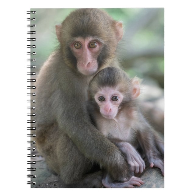 Cutest Baby Animals | Japanese Monkeys Notebook (Front)