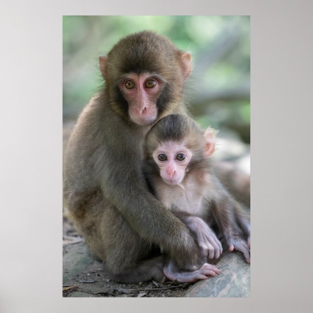 Cutest Baby Animals | Japanese Monkeys Poster (Front)