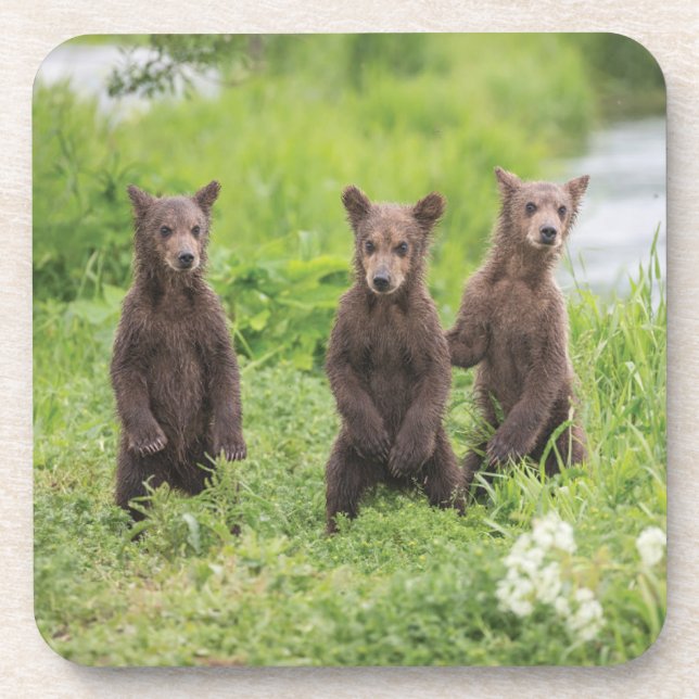 Cutest Baby Animals | Kamchatka Brown Bear Cubs Coaster (Front)