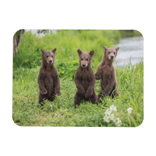 Cutest Baby Animals | Kamchatka Brown Bear Cubs Magnet (Horizontal)