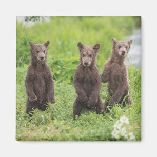 Cutest Baby Animals Kamchatka Brown Bear Cubs Magnet