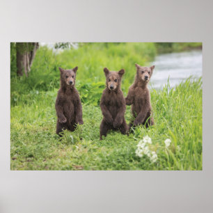 Cutest Baby Animals Kamchatka Brown Bear Cubs Poster