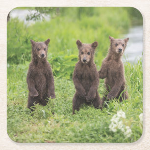 Cutest Baby Animals Kamchatka Brown Bear Cubs Square Paper Coaster