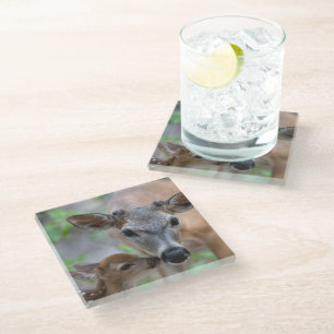 Cutest Baby Animals   Key Deer Stag & Fawn Glass Coaster