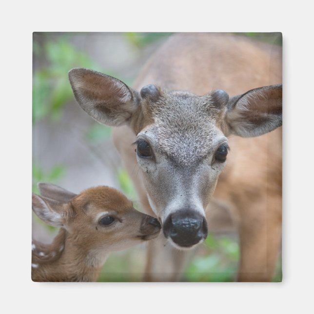 Cutest Baby Animals | Key Deer Stag & Fawn Magnet (Front)