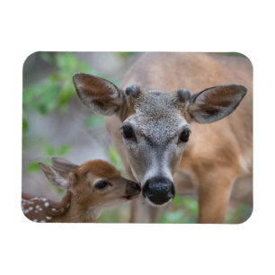 Cutest Baby Animals   Key Deer Stag & Fawn Magnet