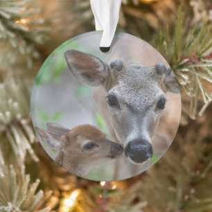 Cutest Baby Animals Key Deer Stag & Fawn Ornament