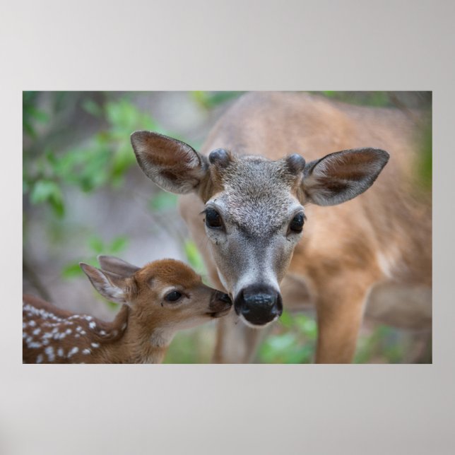Cutest Baby Animals | Key Deer Stag & Fawn Poster (Front)