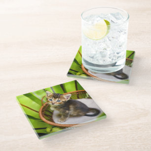 Cutest Baby Animals Kitten in Basket Glass Coaster