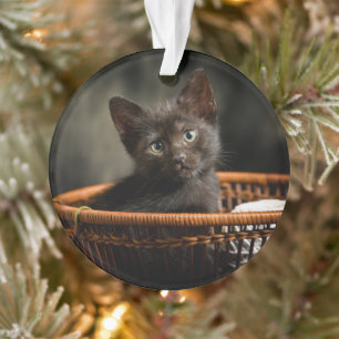 Cutest Baby Animals Kitten in Basket Ornament