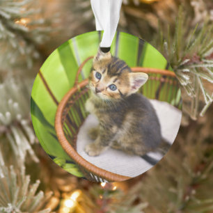 Cutest Baby Animals Kitten in Basket Ornament